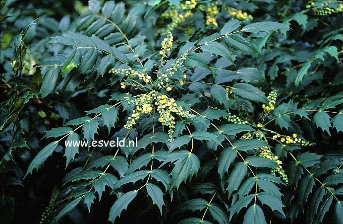 Mahonia japonica