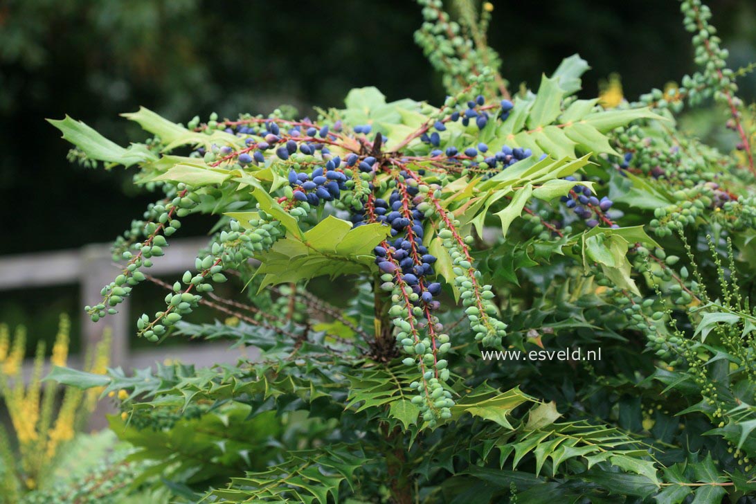 Mahonia media 'Winter Sun'