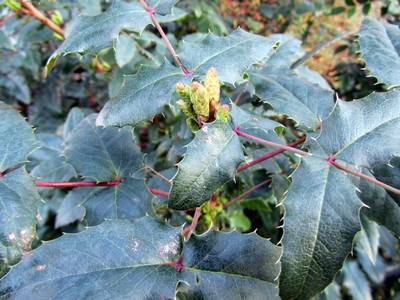 Mahonia wagneri 'Pinnacle'