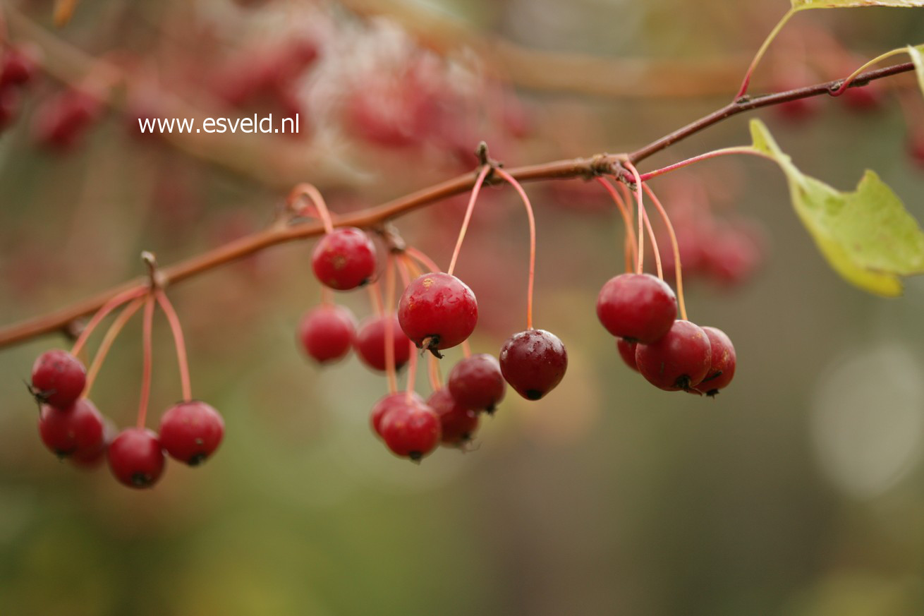 Malus baccata mandshurica