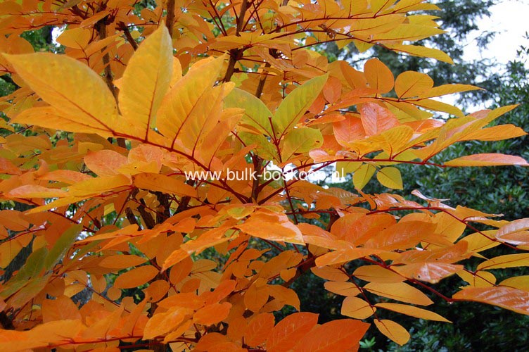 Meliosma veitchiorum