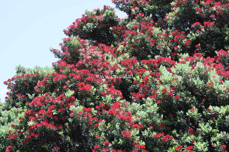 Metrosideros excelsa