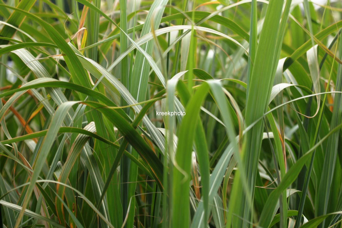 Miscanthus giganteus