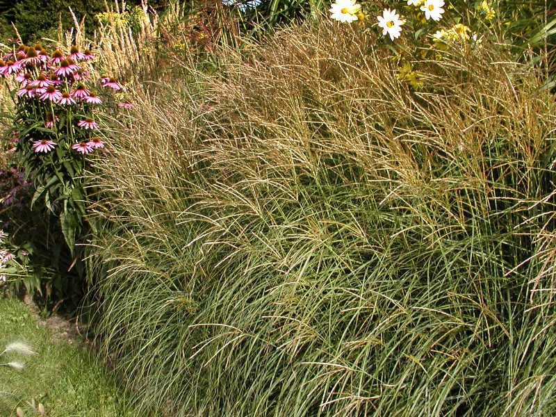 Miscanthus sinensis 'Yaku Jima'