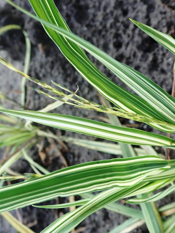Molinia caerulea 'Variegata'