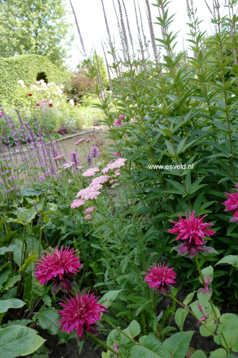 Monarda 'Squaw'