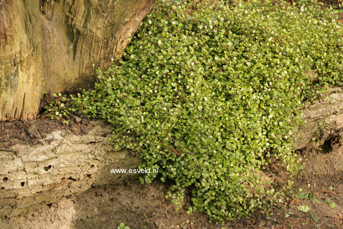 Muehlenbeckia complexa