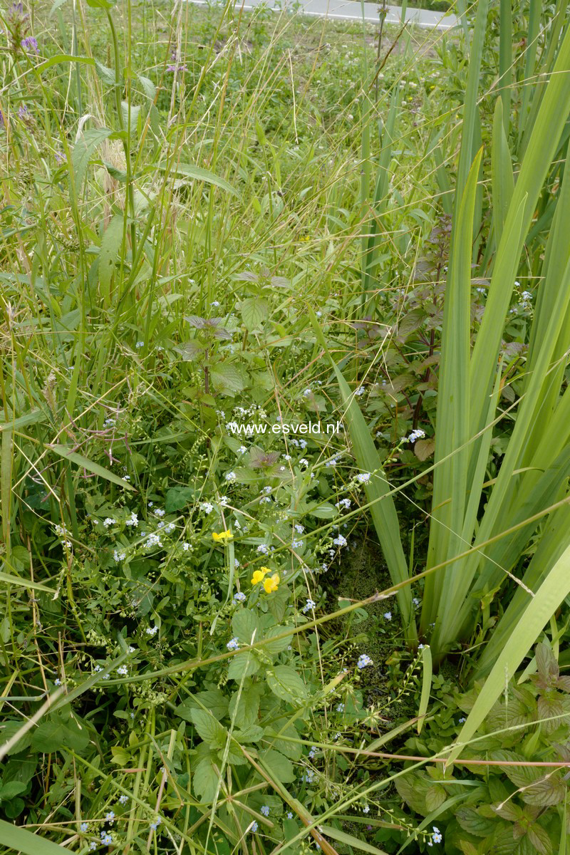 Myosotis palustris