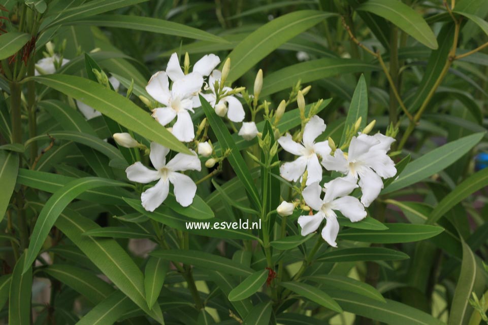 Nerium oleander