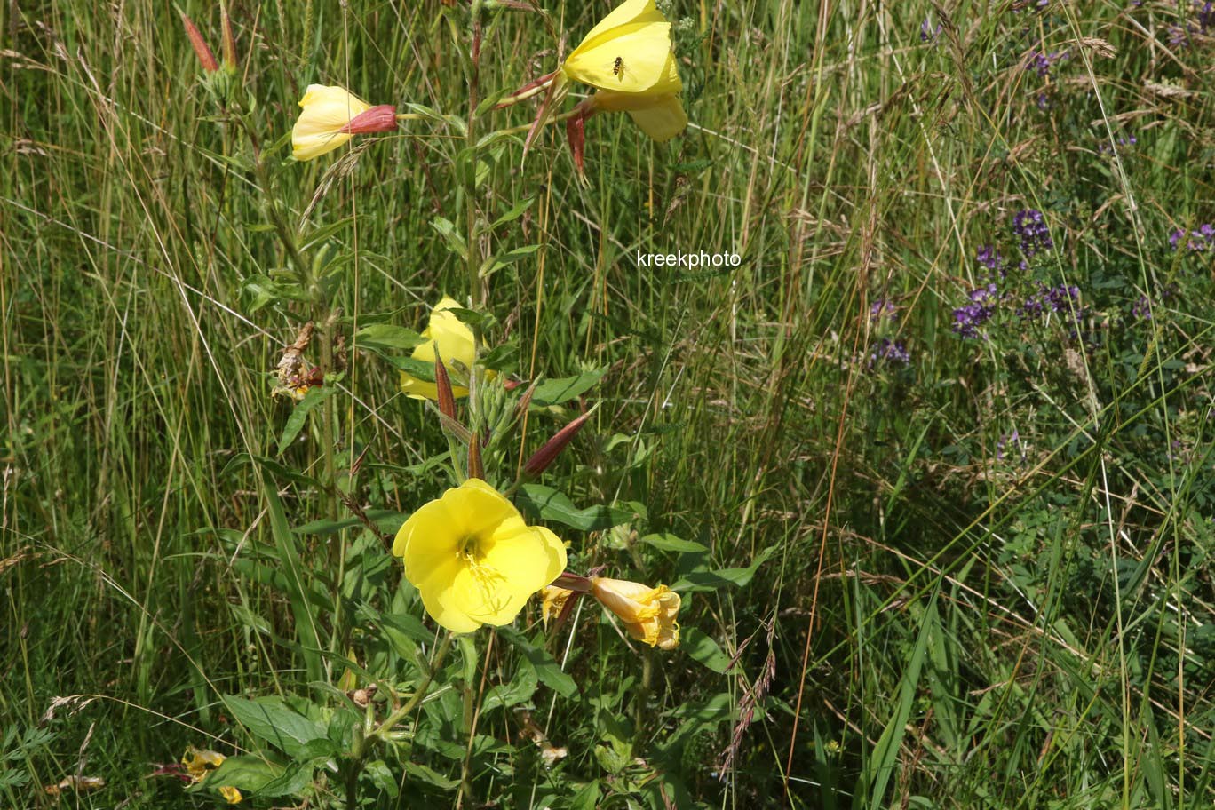 Oenothera biennis