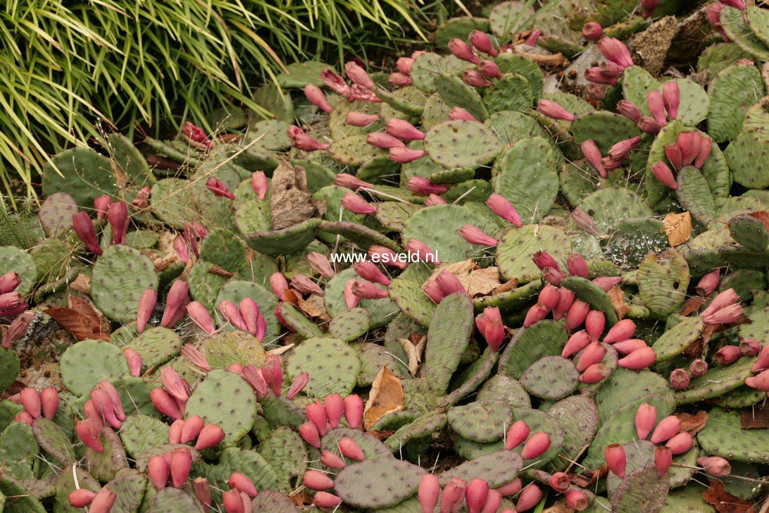 Opuntia humifusa