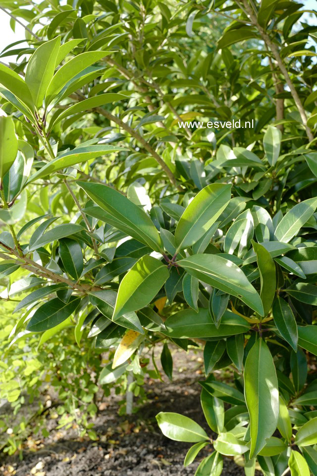 Osmanthus americanus