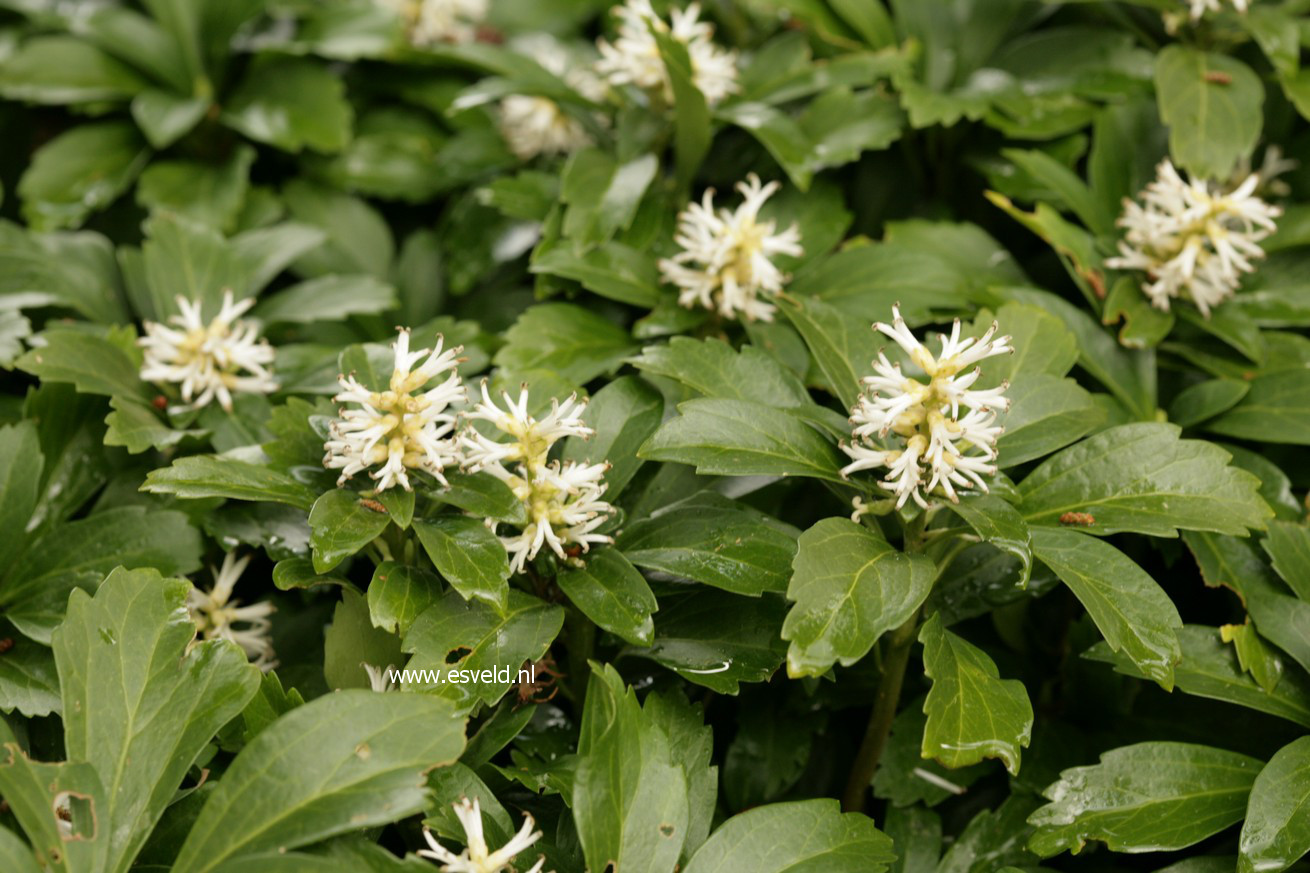 Pachysandra terminalis