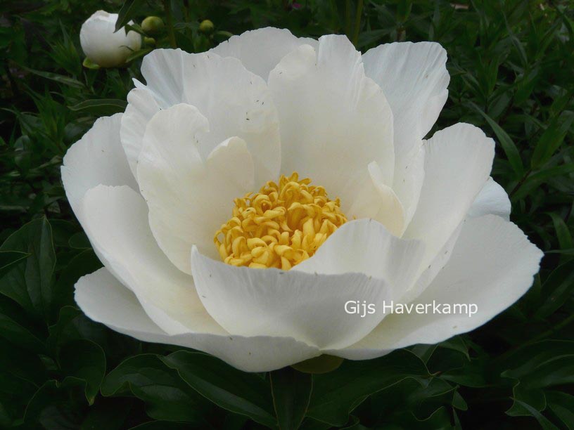 Paeonia 'Jan van Leeuwen'