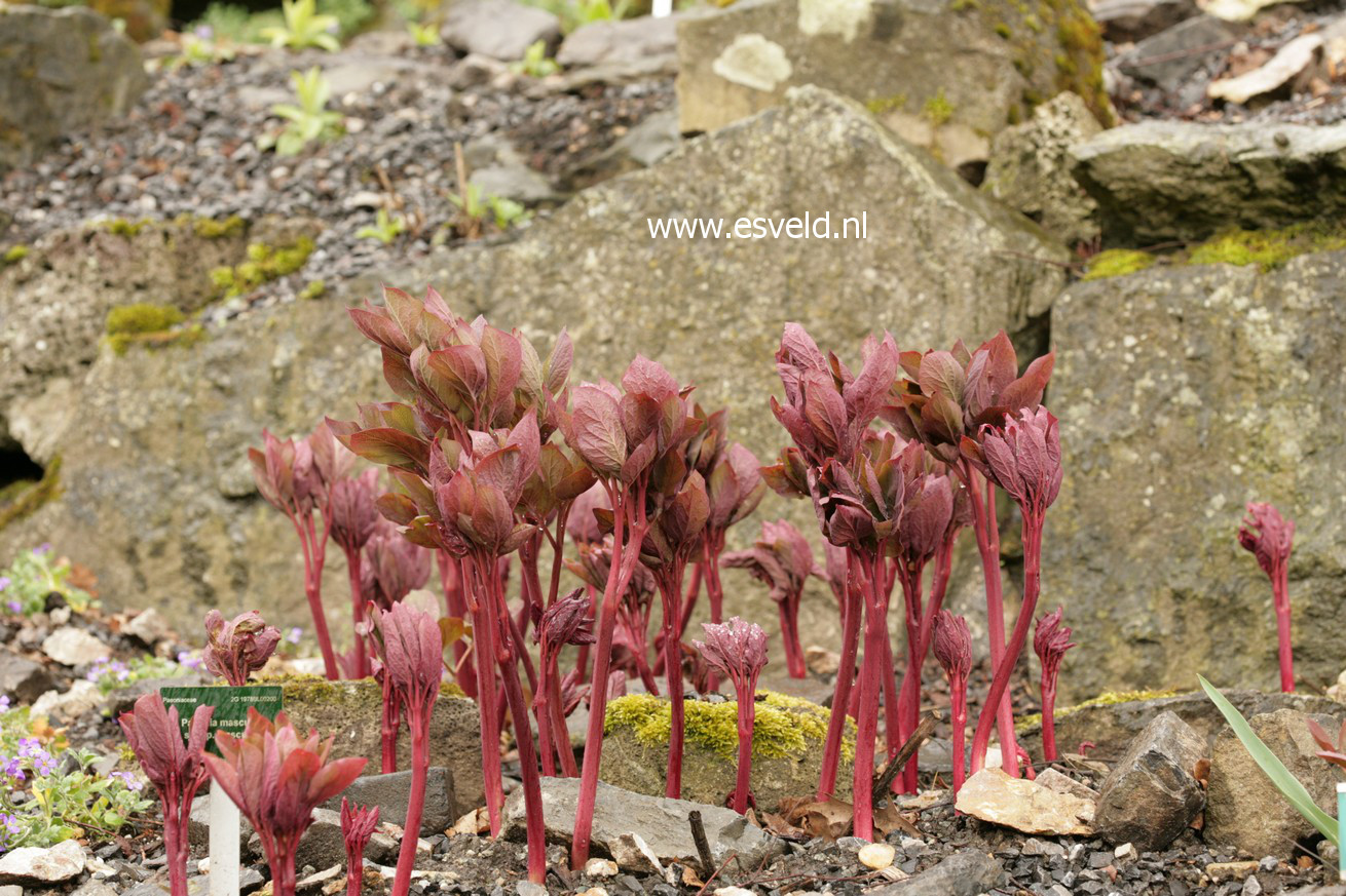 Paeonia mascula
