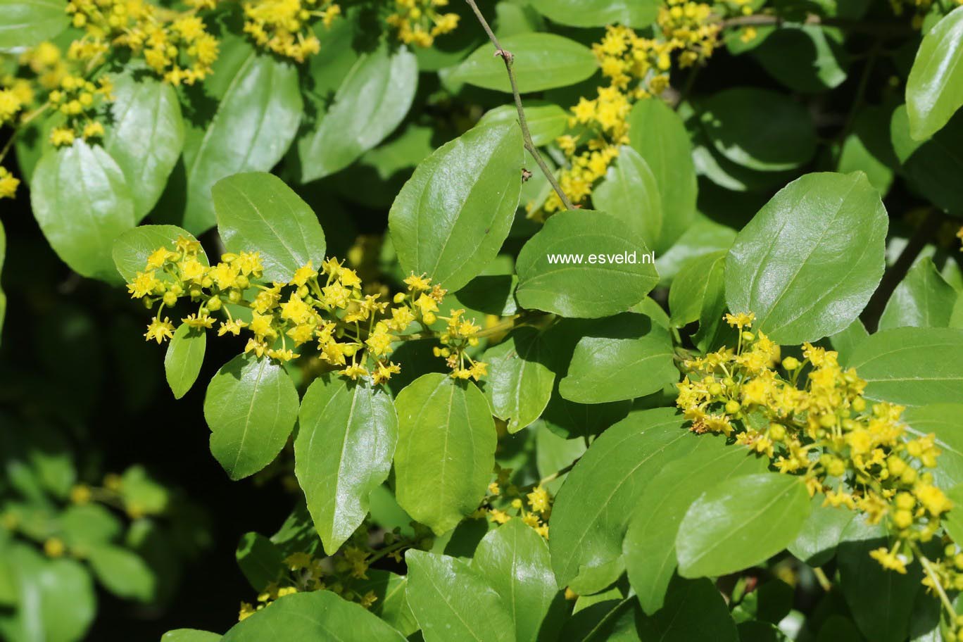 Paliurus spina-christi