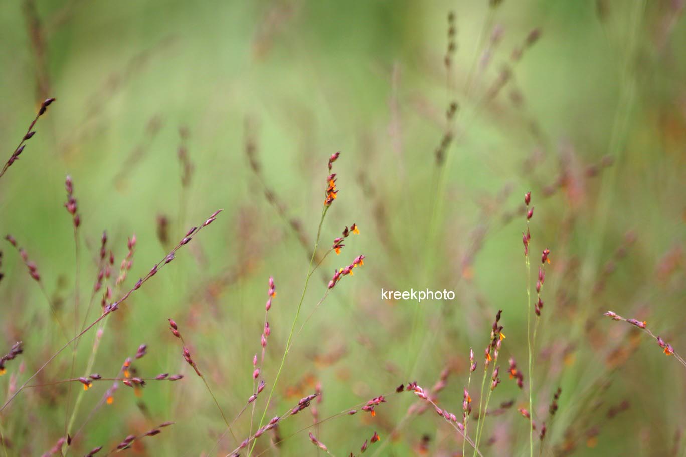 Panicum virgatum 'Shenandoah'