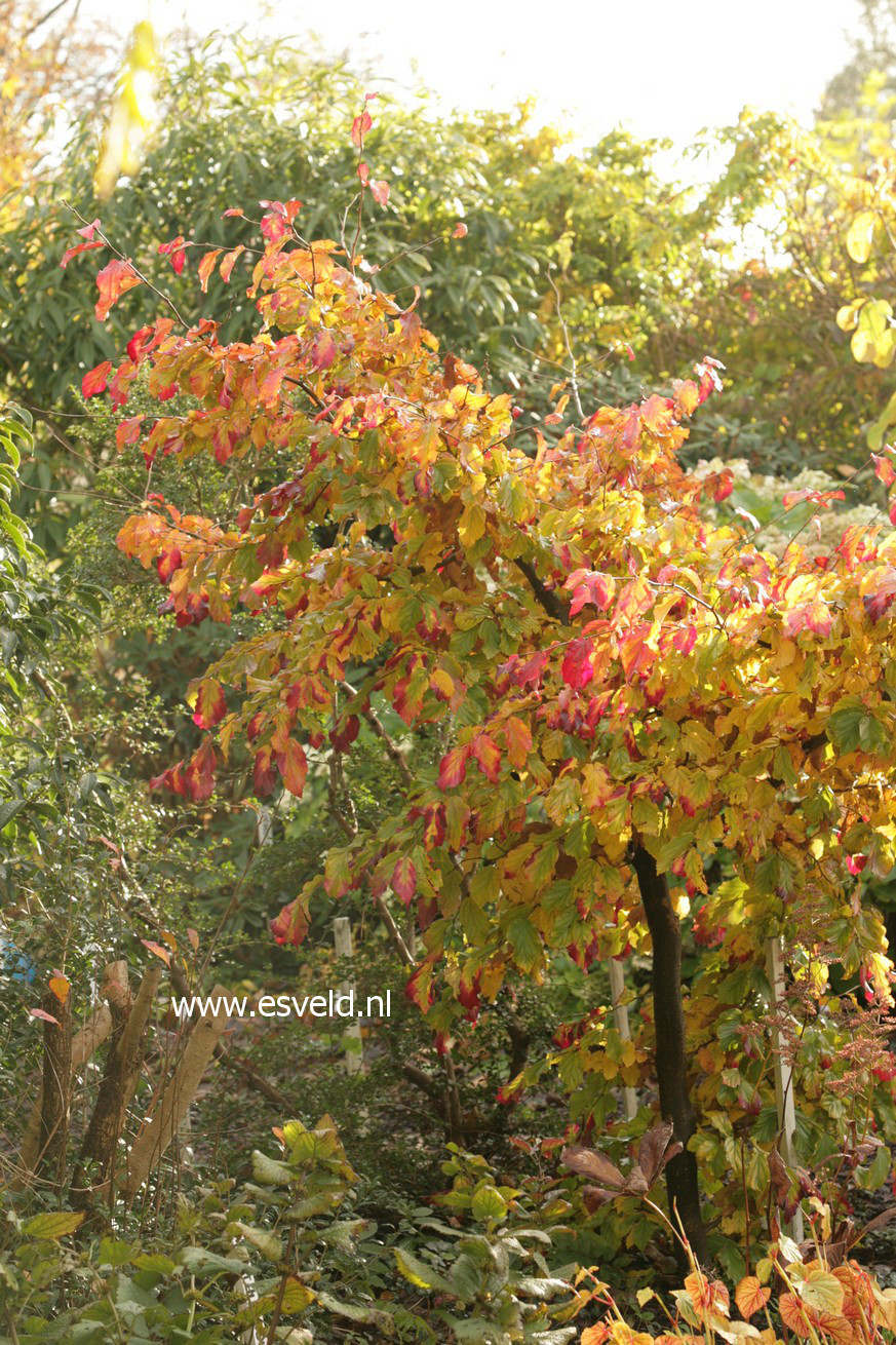 Parrotia persica 'Felicie'