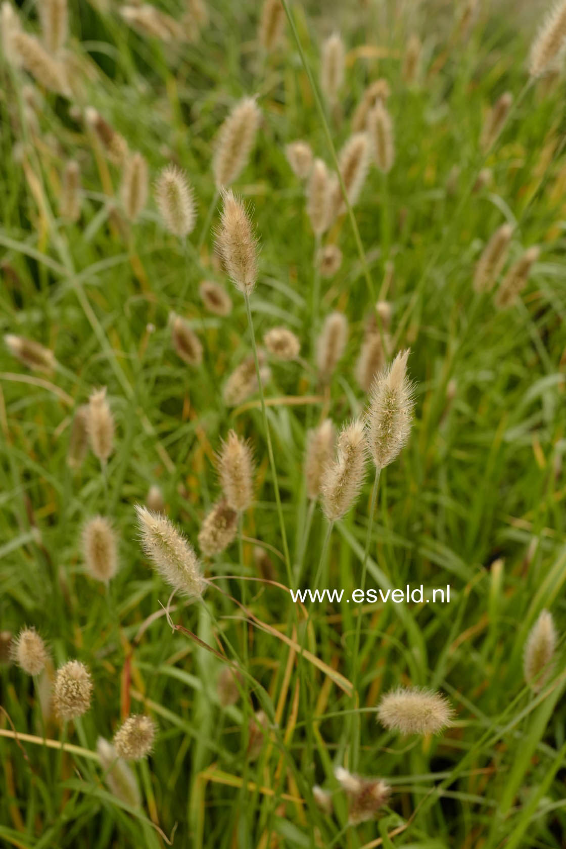 Pennisetum 'Red Bunny Tails'