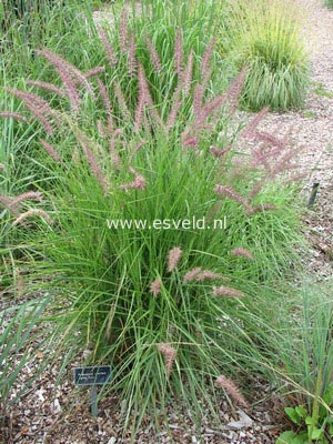 Pennisetum orientale 'Karley Rose'