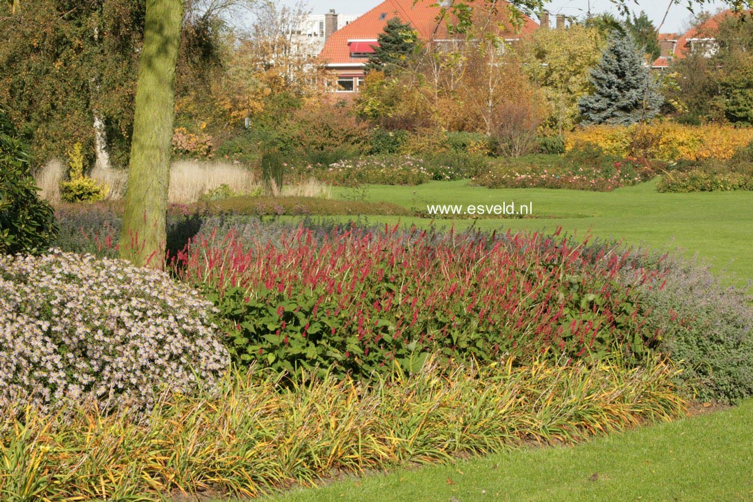Persicaria affinis 'Superba'
