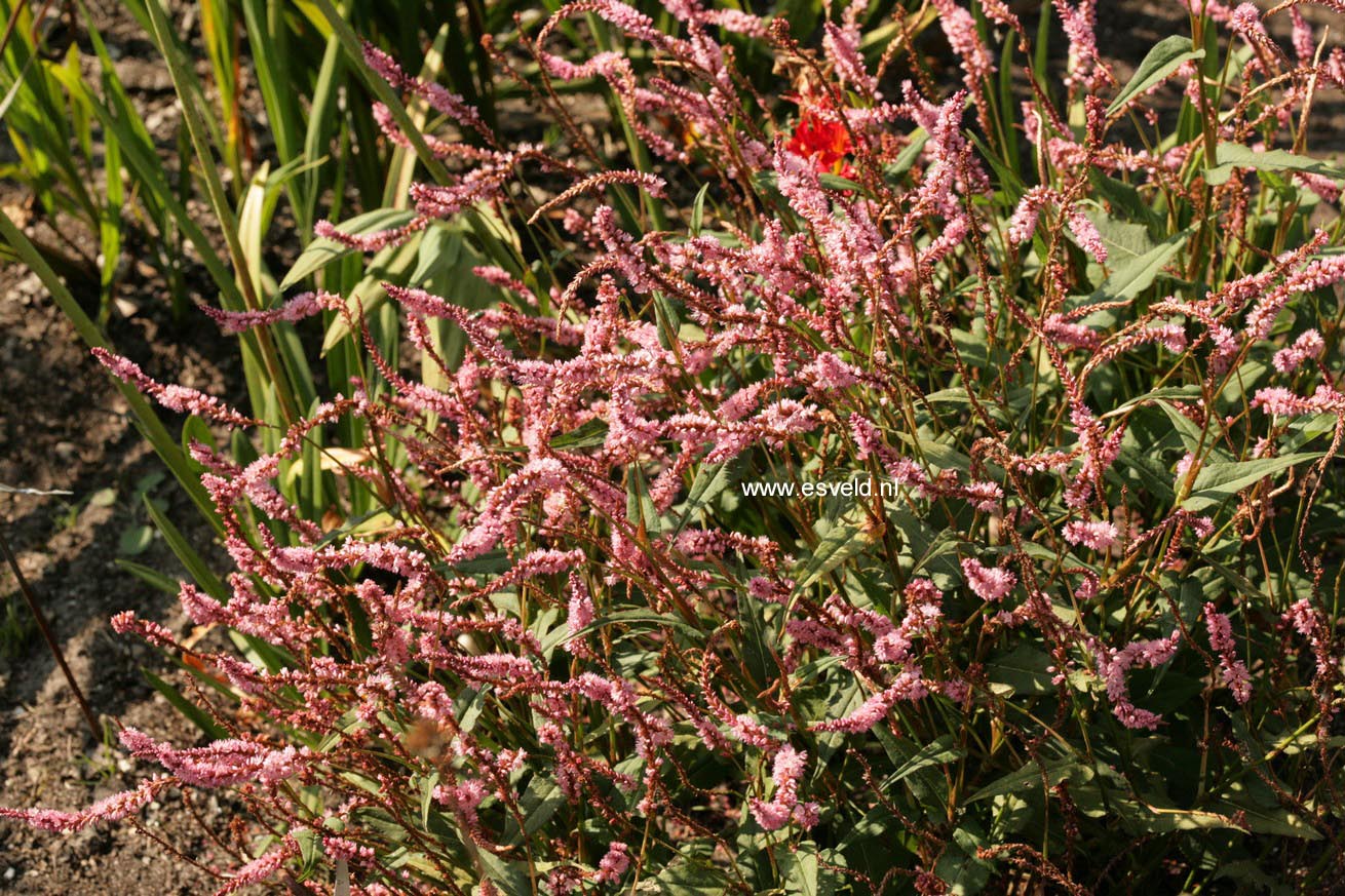 Persicaria amplexicaulis 'Pink Elephant'