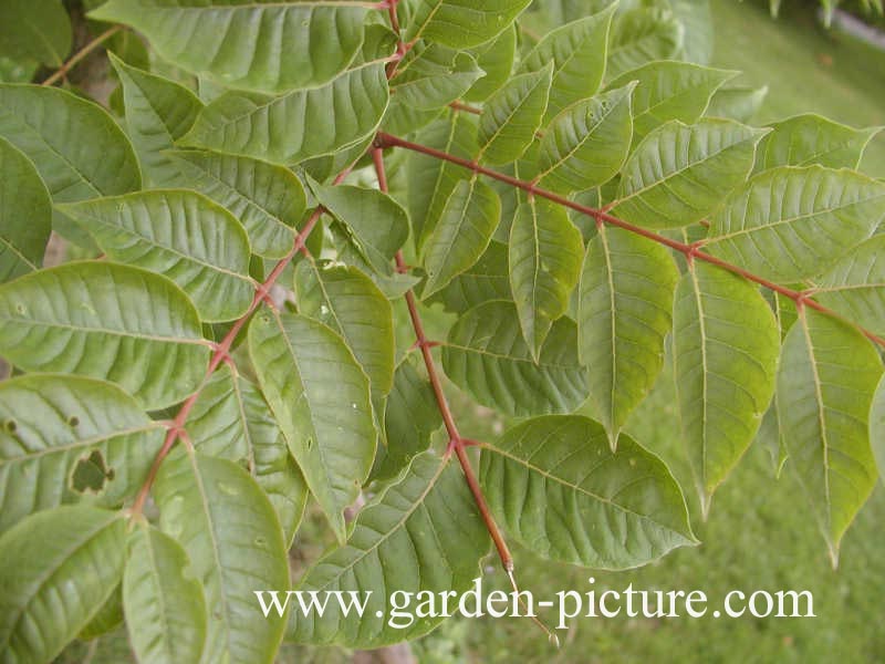 Phellodendron amurense