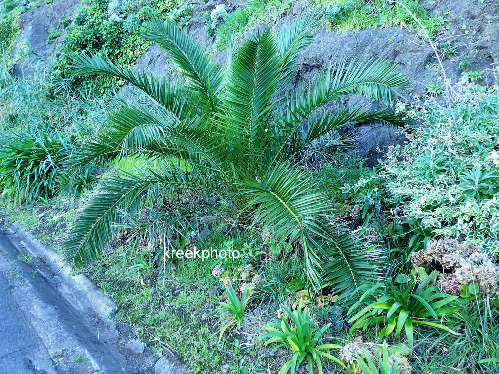 Phoenix canariensis