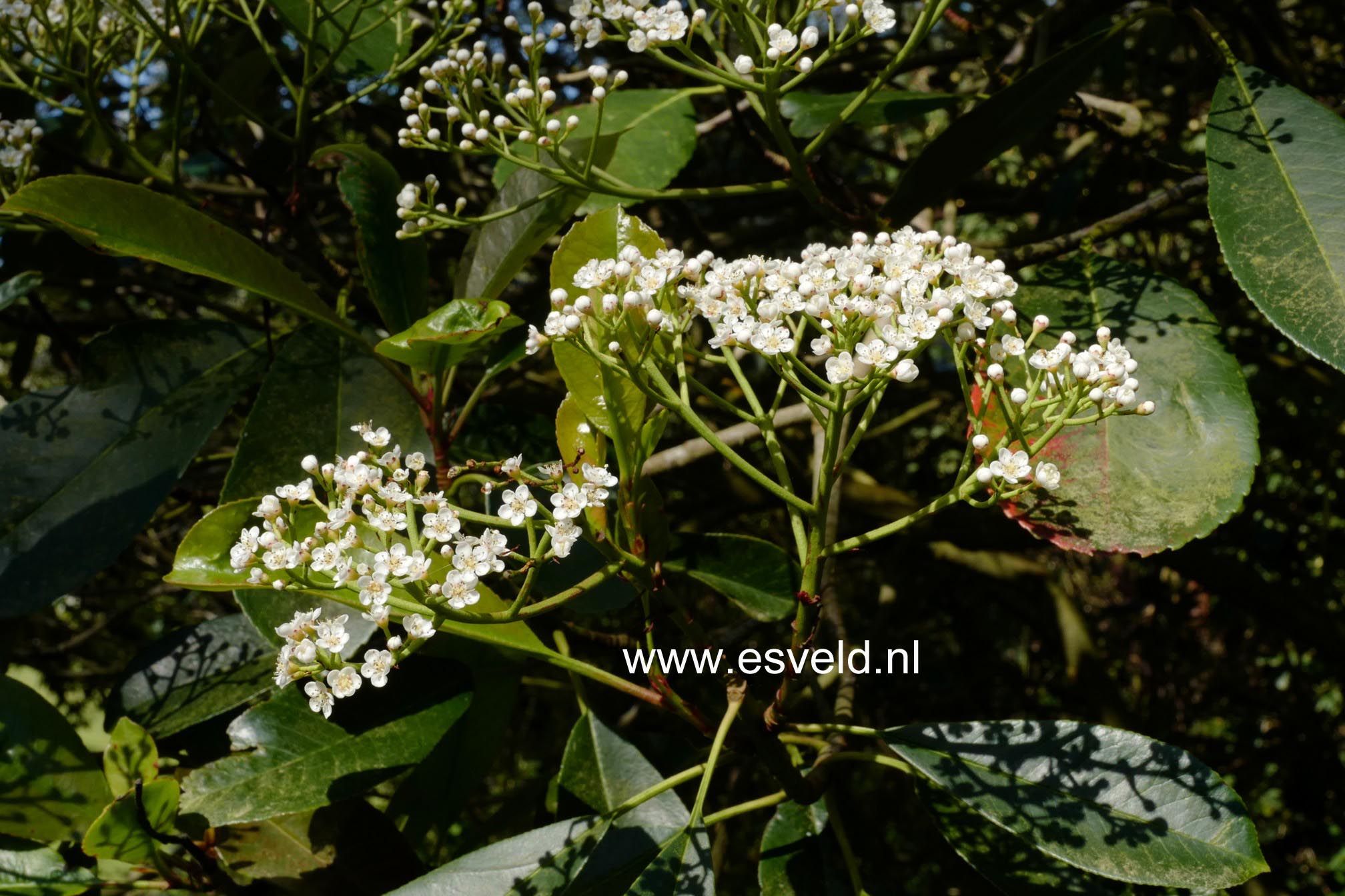 Photinia fraseri