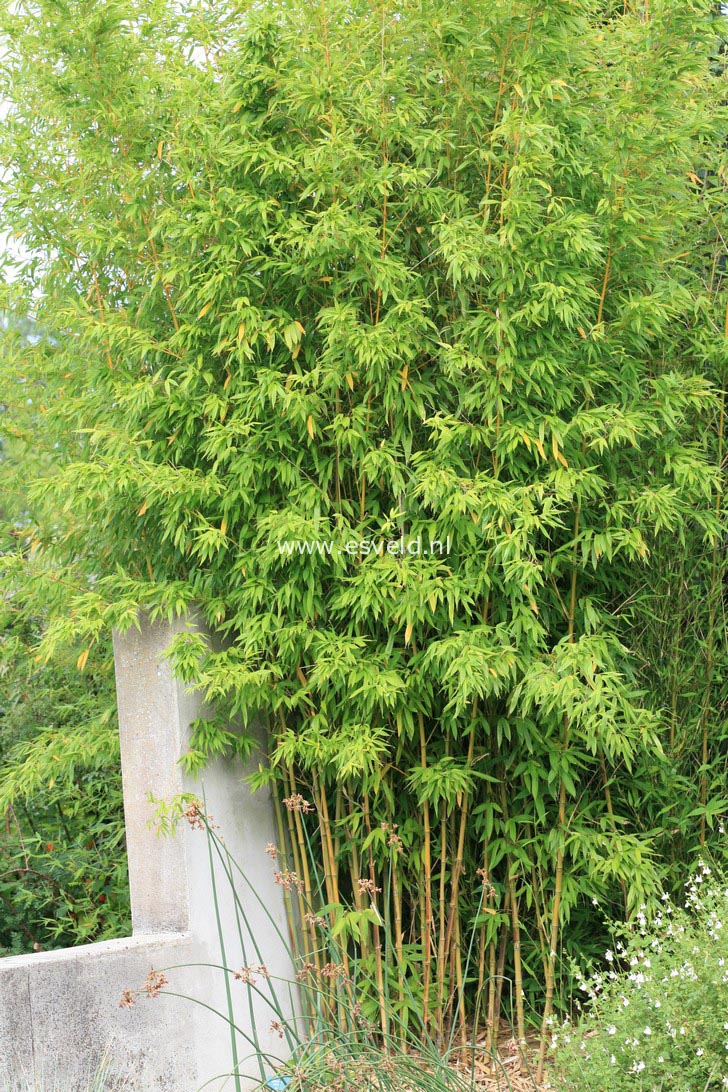 Phyllostachys aurea