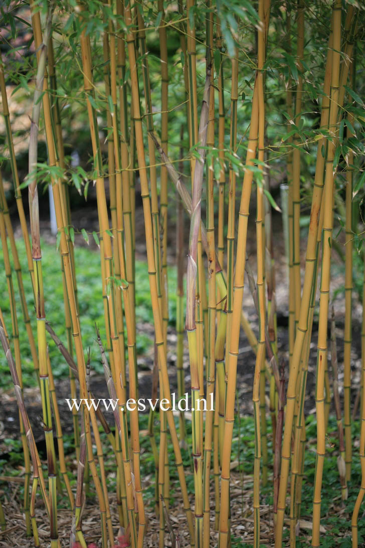 Phyllostachys aureosulcata 'Spectabilis'