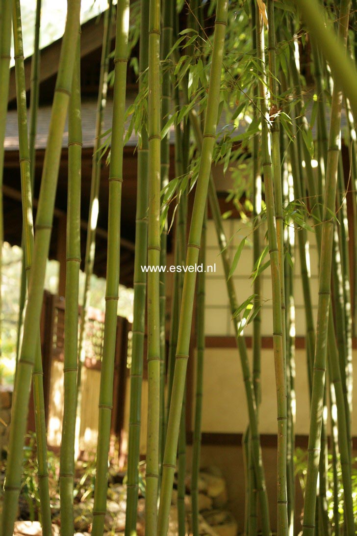Phyllostachys bissettii