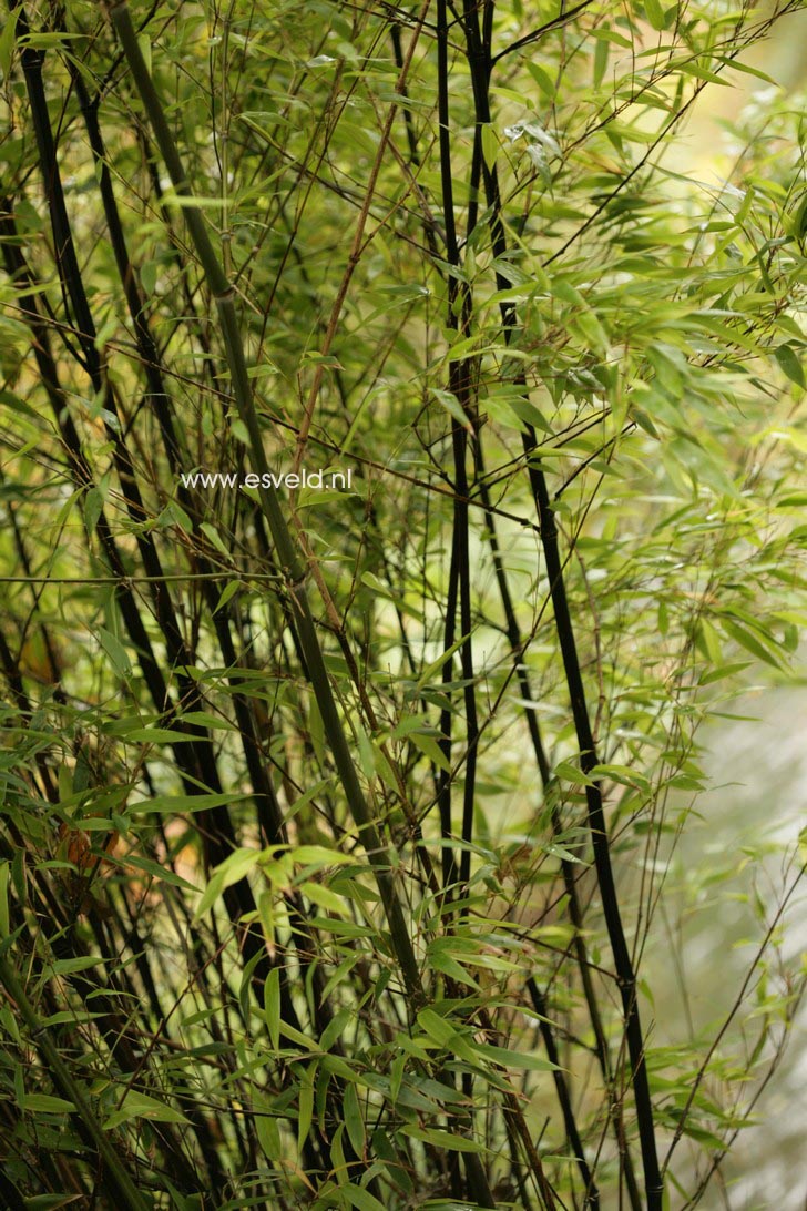 Phyllostachys nigra