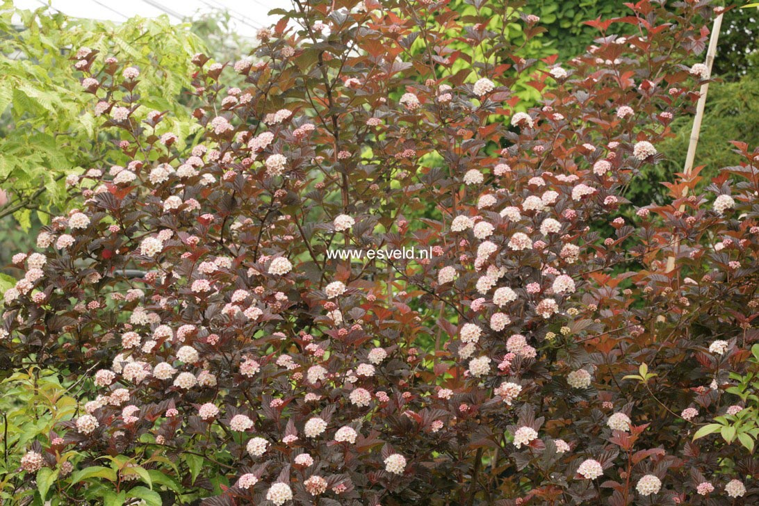 Physocarpus opulifolius 'Andre'
