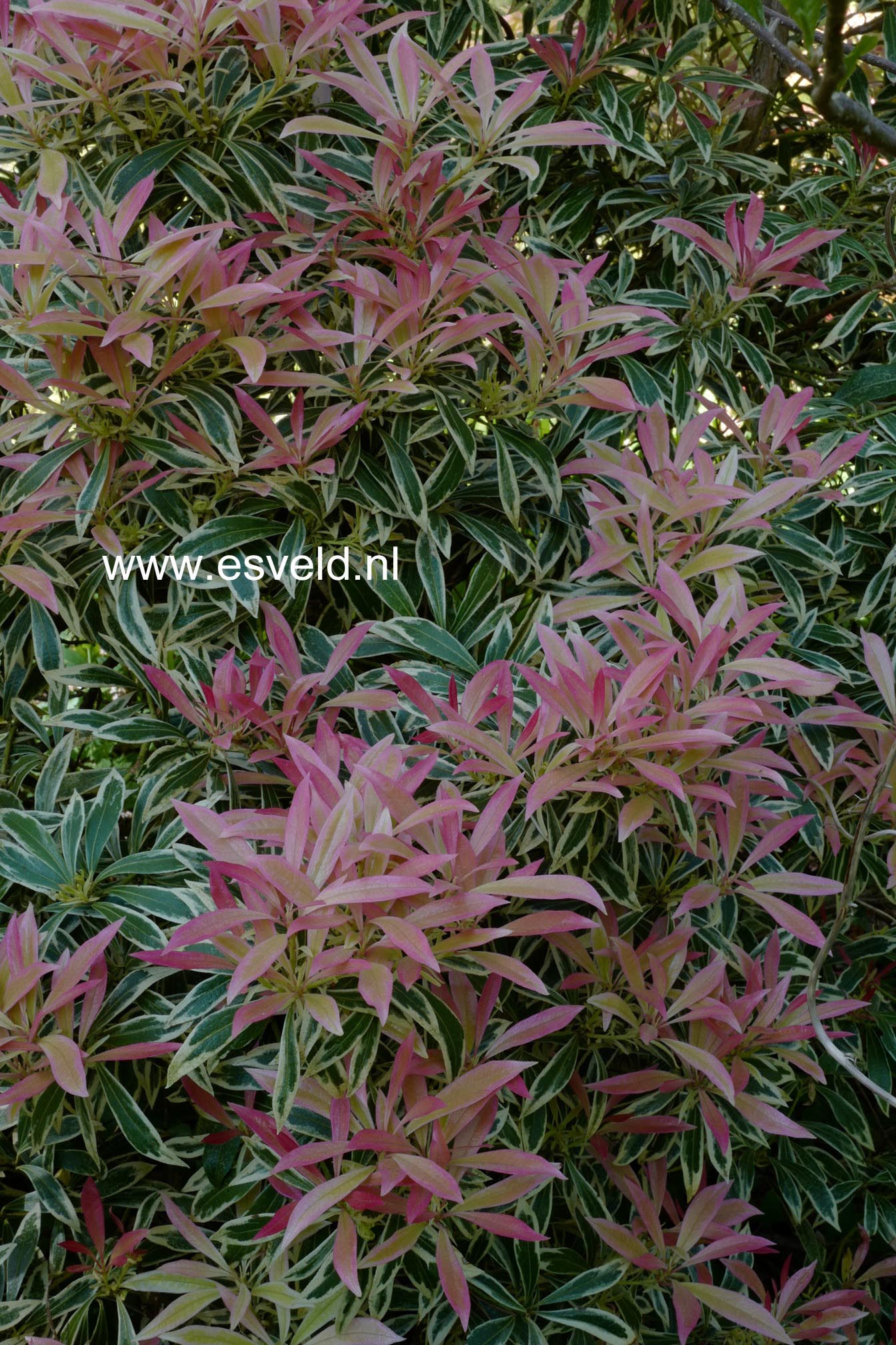 Pieris 'Flaming Silver'