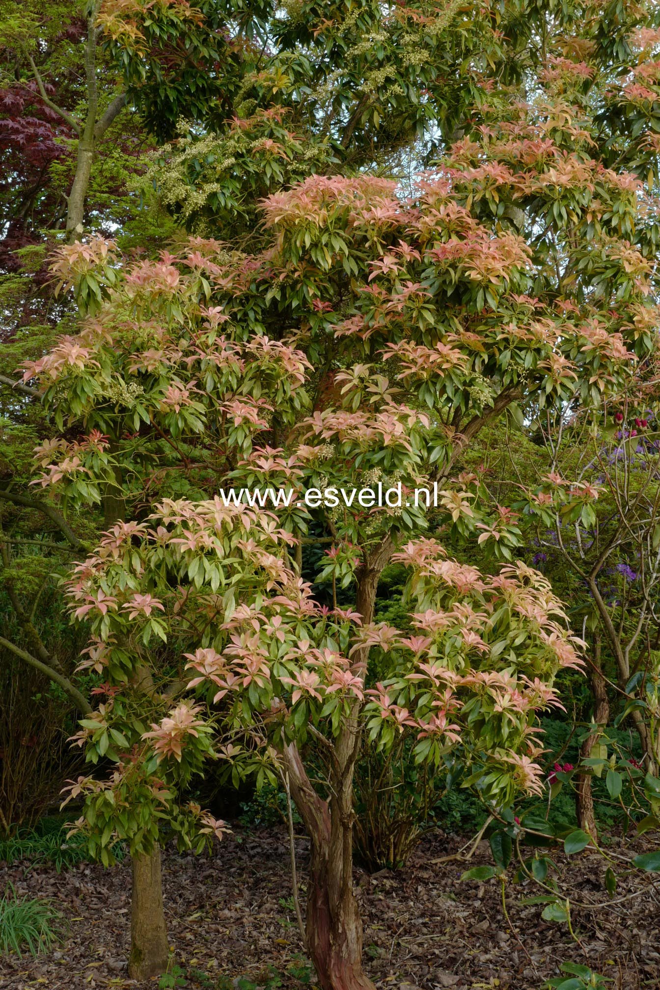 Pieris 'Forest Flame'
