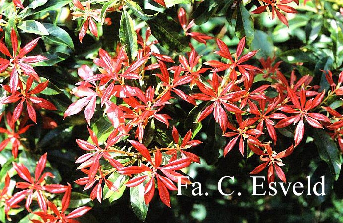 Pieris formosa forrestii 'Jermyns'