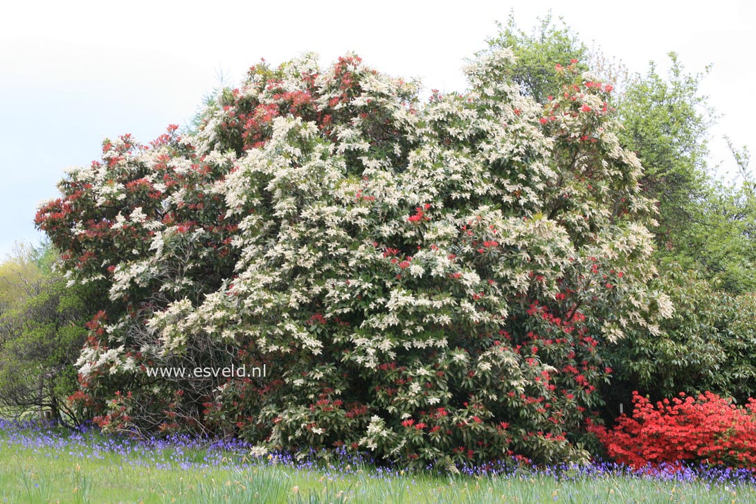 Pieris formosa forrestii