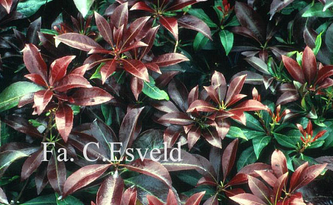 Pieris japonica 'Katsura'