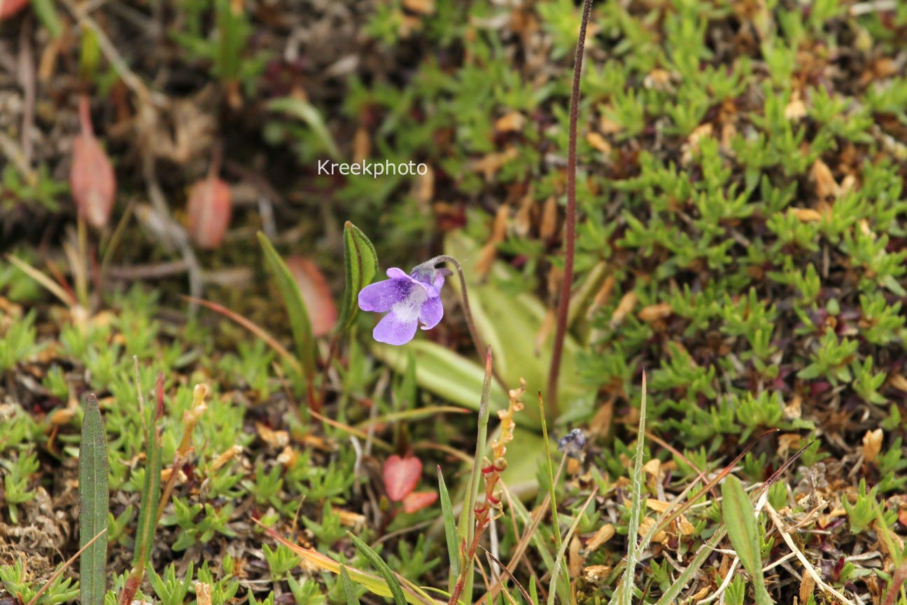 Pinguicula vulgaris