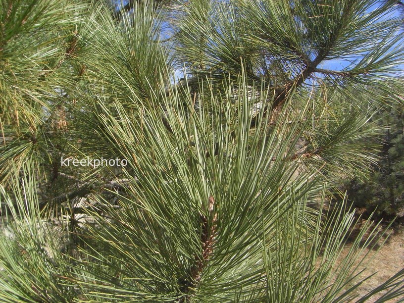 Pinus coulteri