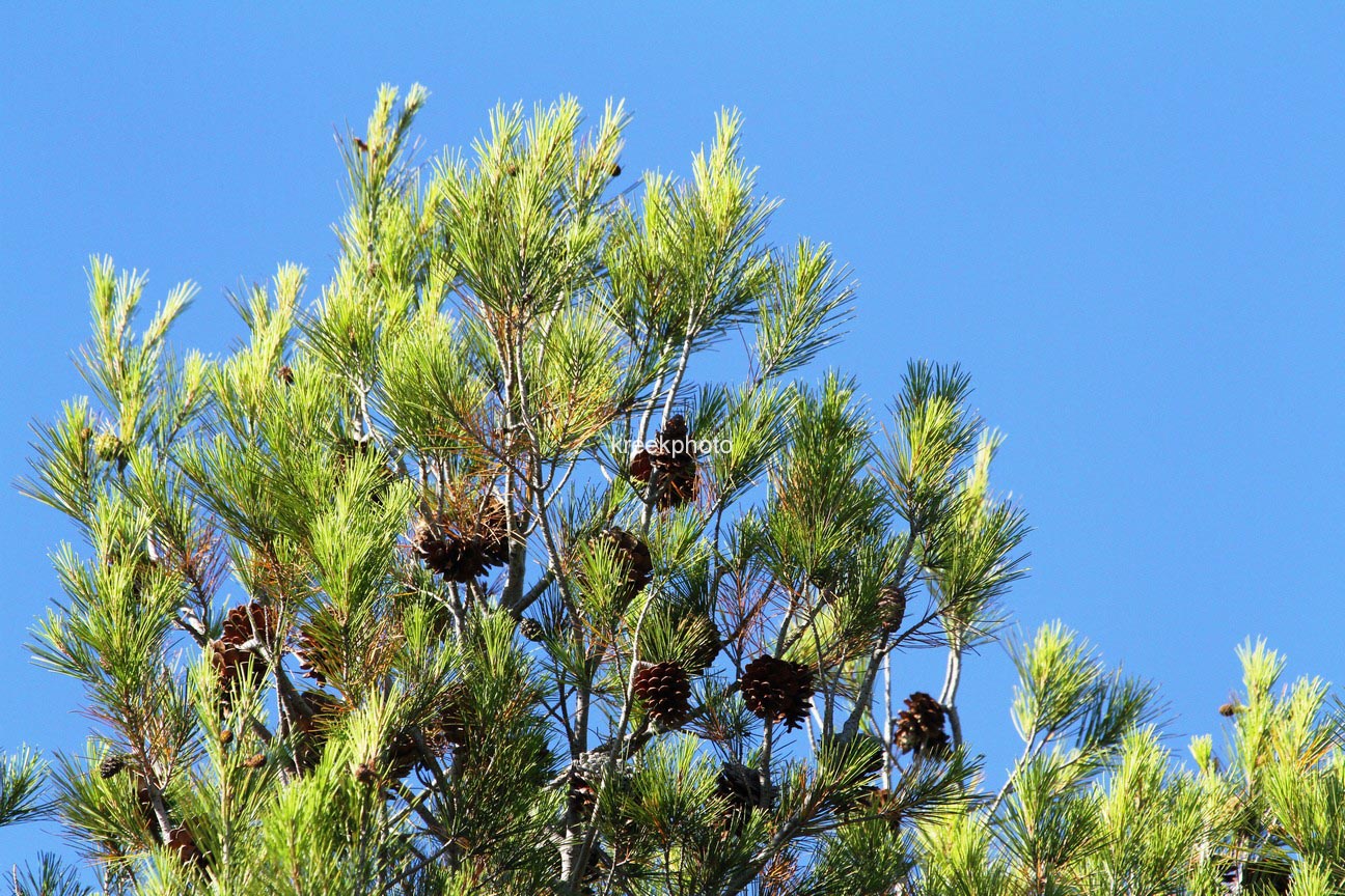Pinus halepensis