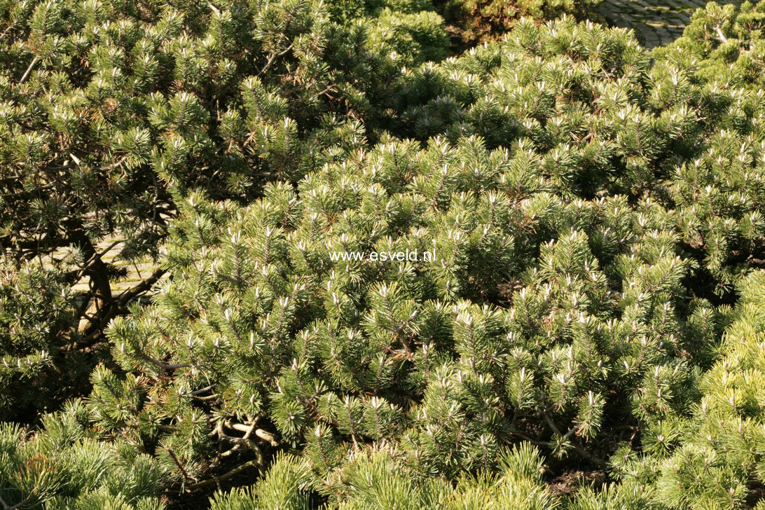 Pinus mugo 'Humpy'
