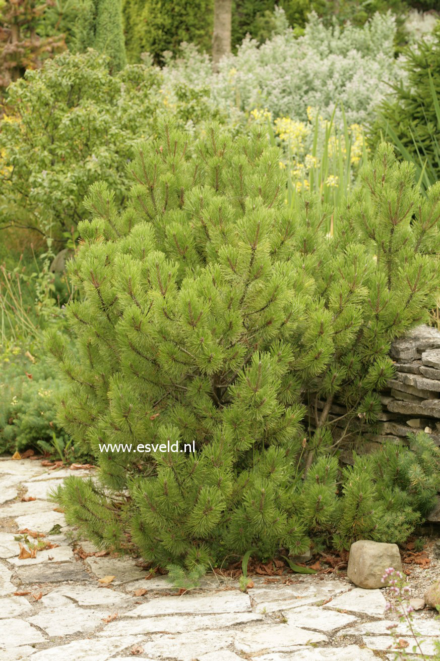 Pinus mugo