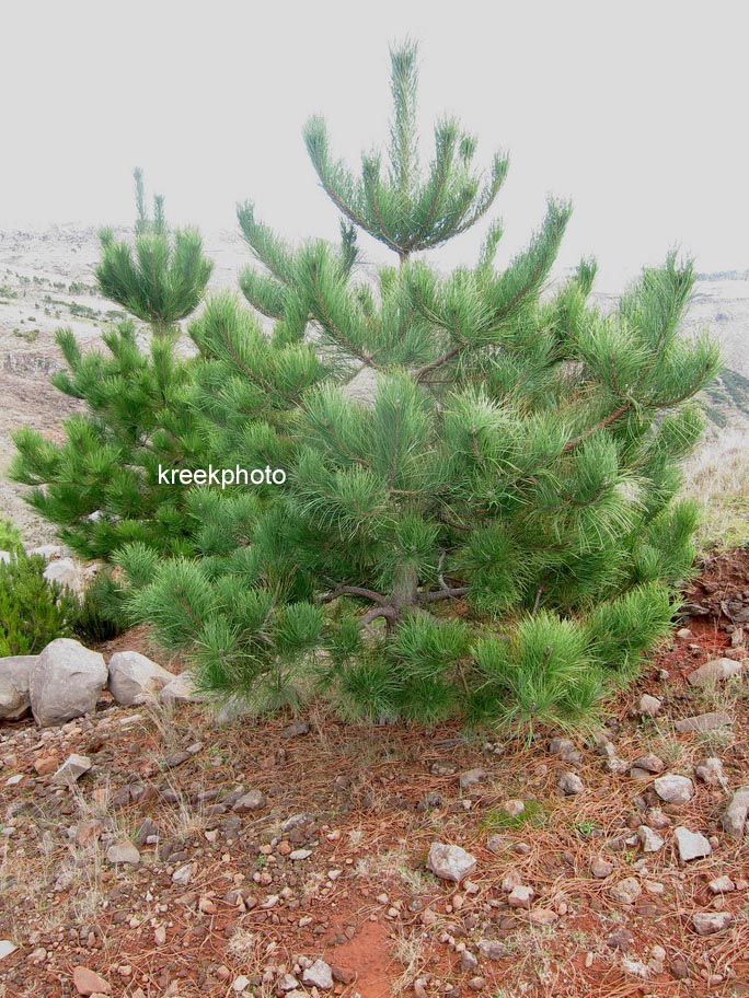 Pinus pinaster