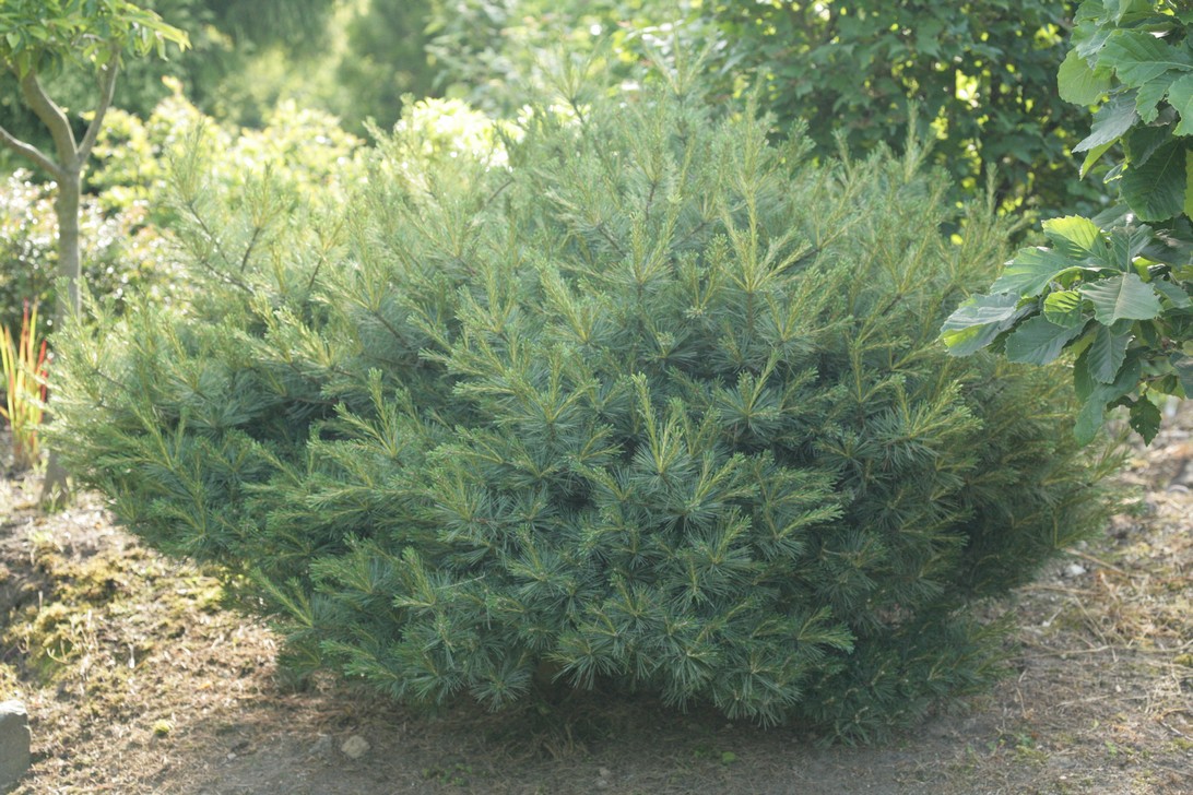 Pinus strobus 'Radiata'