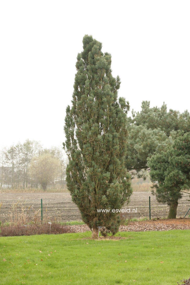 Pinus sylvestris 'Fastigiata'