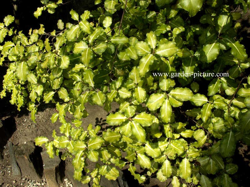 Pittosporum tenuifolium 'Abbotsbury Gold'