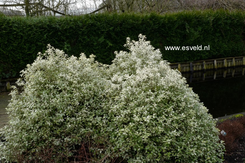Pittosporum tenuifolium 'Irene Paterson'