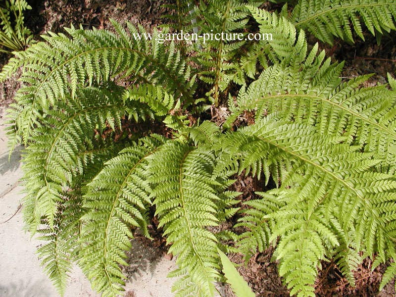 Polystichum aculeatum